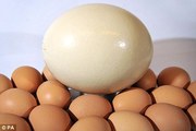 white ostrich Eggs for sale