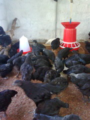 kadaknath chicken for SALE