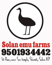 Solan Emu Farms