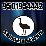 Emu  MUSSOORIE UTTARAKHAND  INDIA 9501934442 solan emu farms gt5455