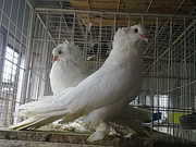 fancy pigeons and exotic birds for sale and purchese in kolkata,  west 