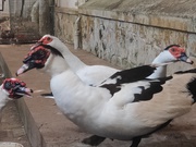 Muscovy ducks ( Flying ducks) for sale in kerala 