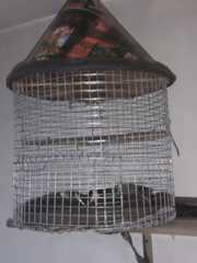 5 quails and 2 cages for sale
